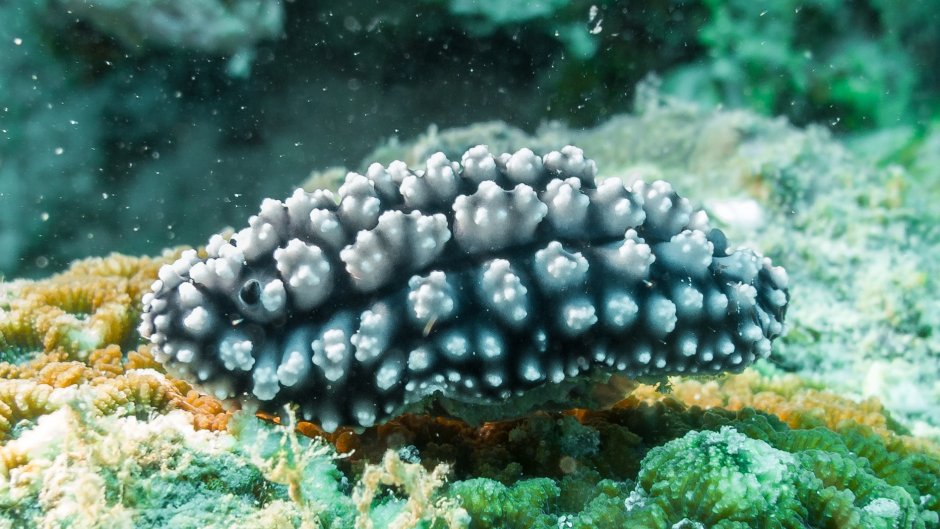 Рапаны черного моря