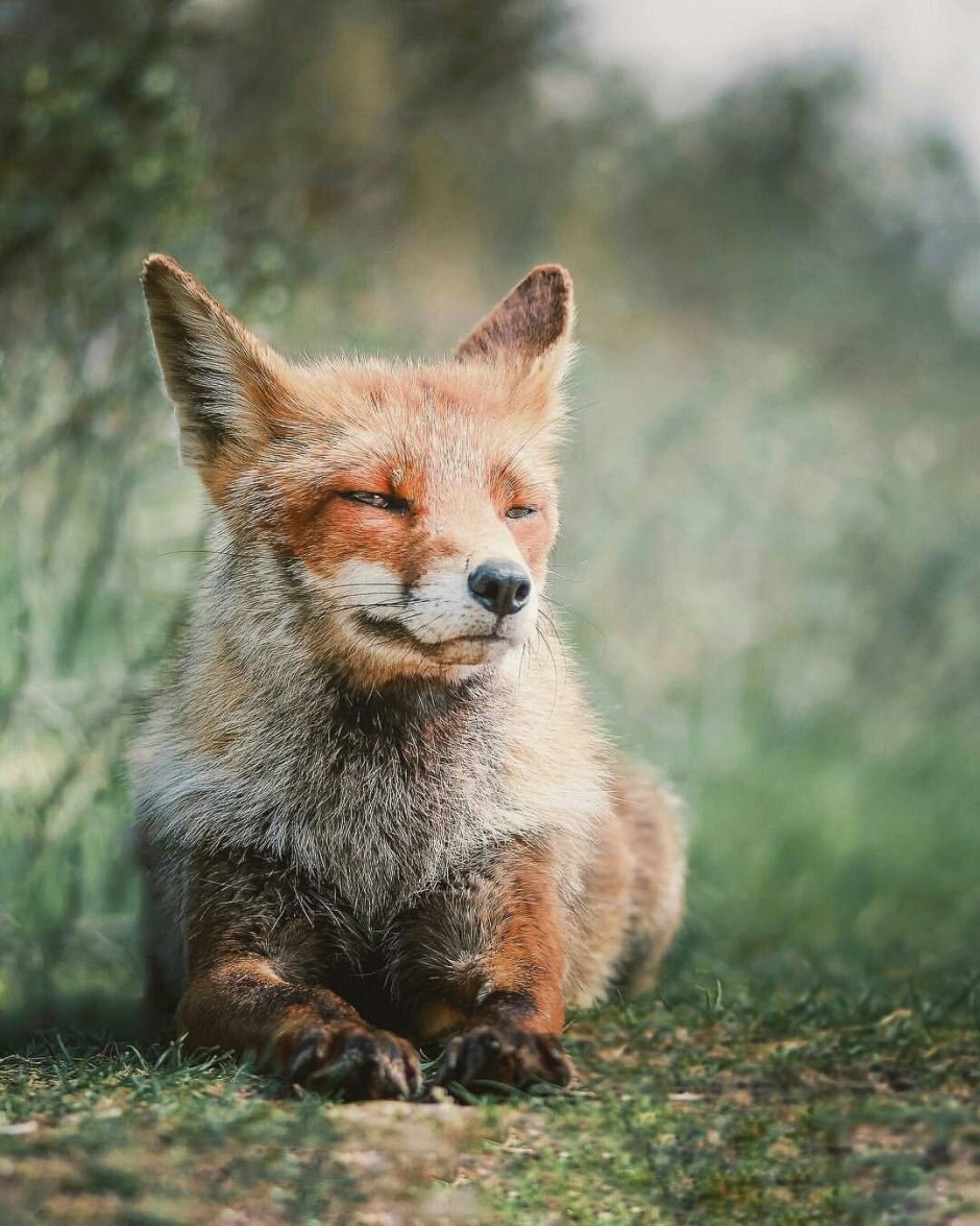 Как выглядит cute Fox