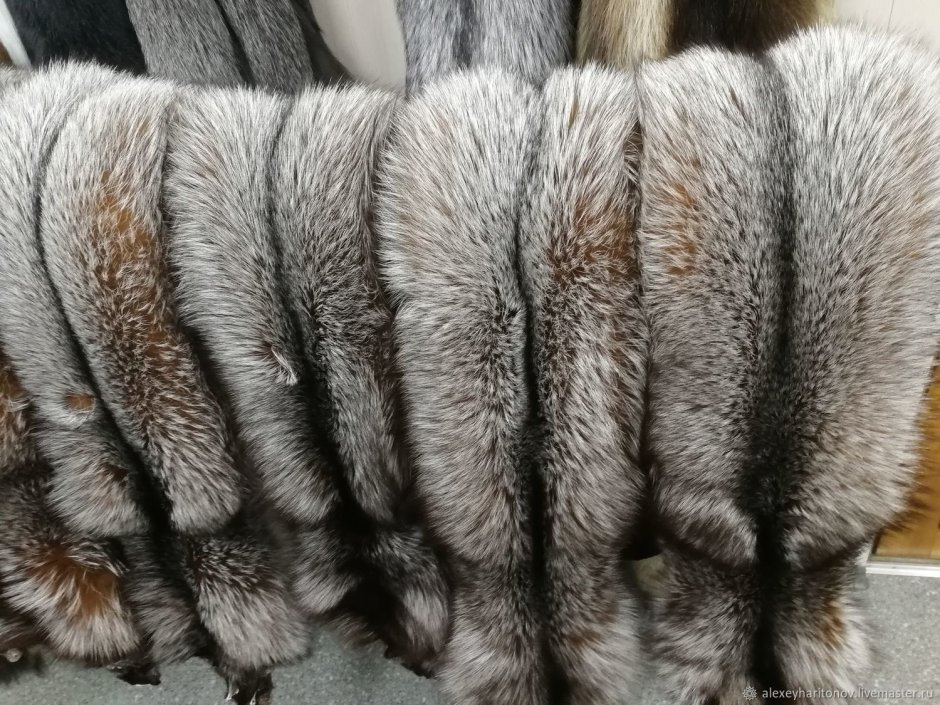 Лиса с языком картинки