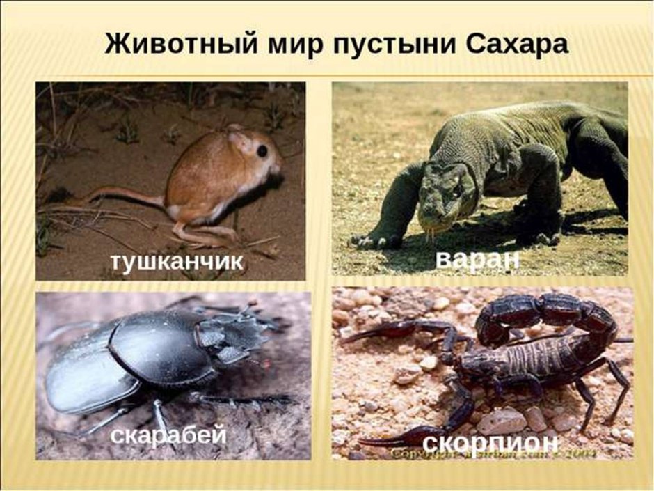 Пустыни. Животный мир