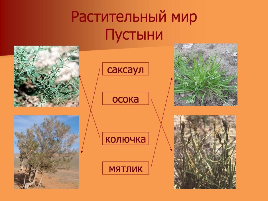 Растительный мир пувтфны