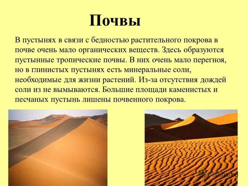 Пустыня Каракум с верблюдом