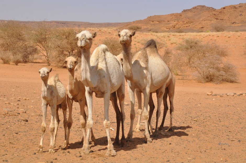 • Песчаная Газель (Gazella leptoceros)