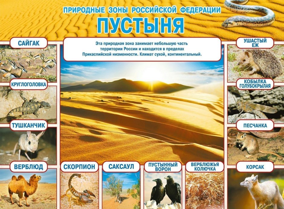 Природные зоны Российской Федерации