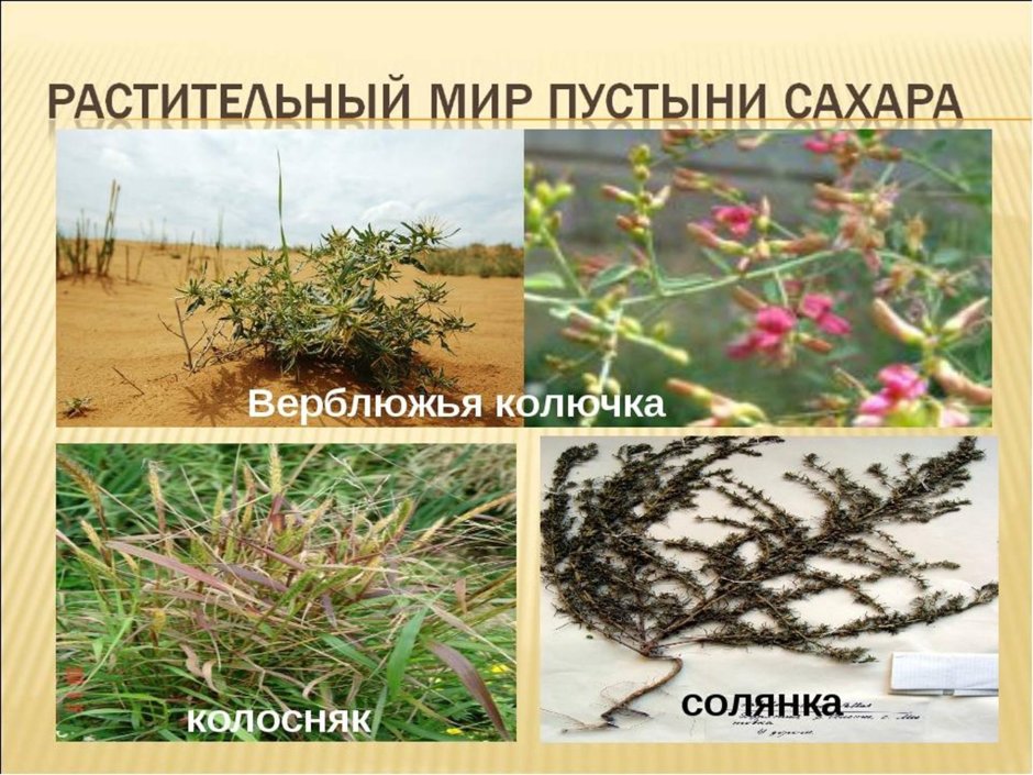 Пустыни и полупустыни антилопа