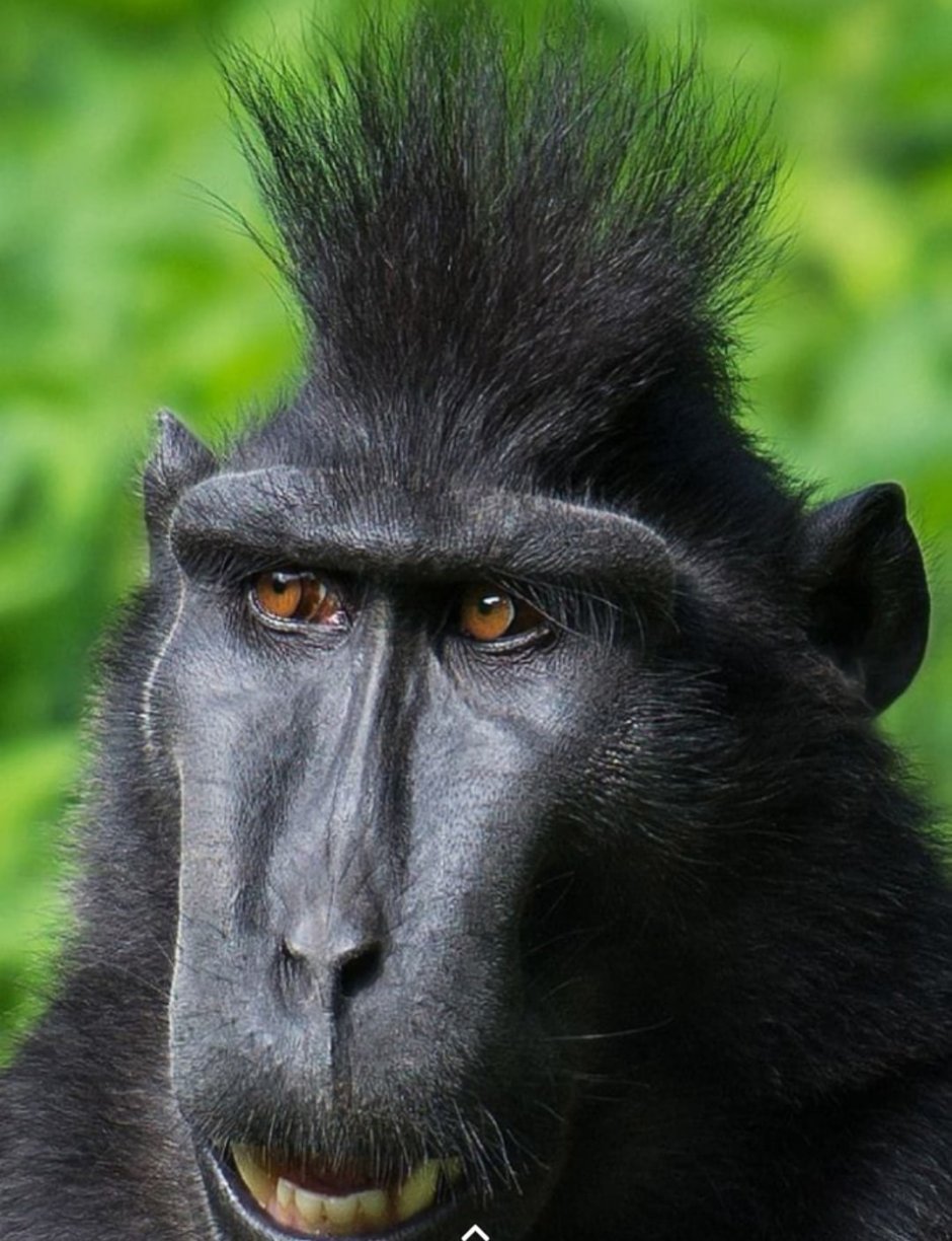 Злая макака