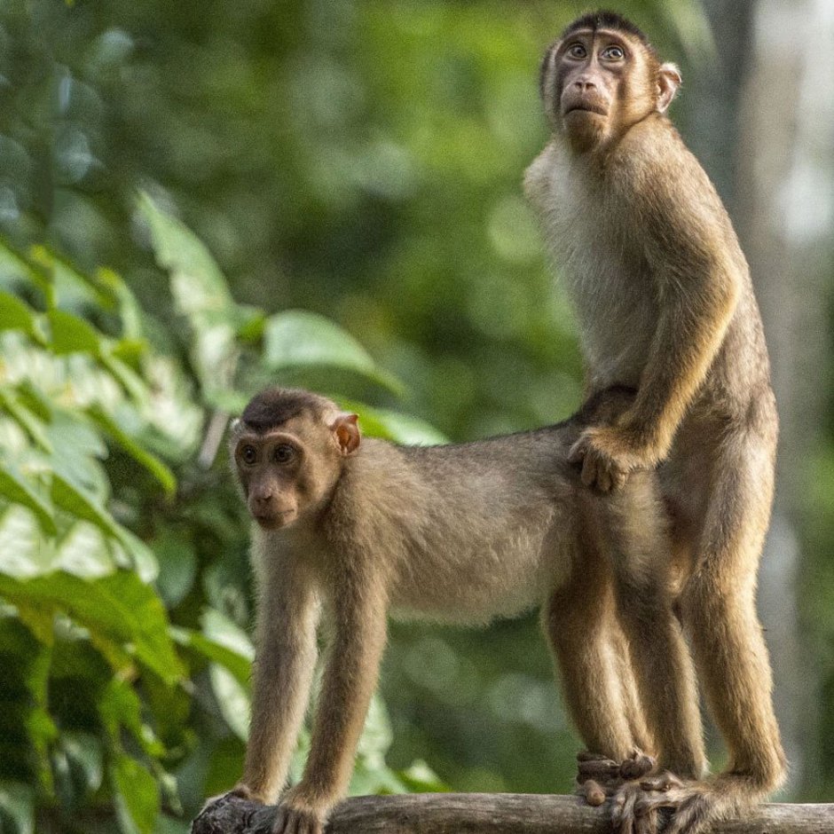 Премия comedy Wildlife Photography