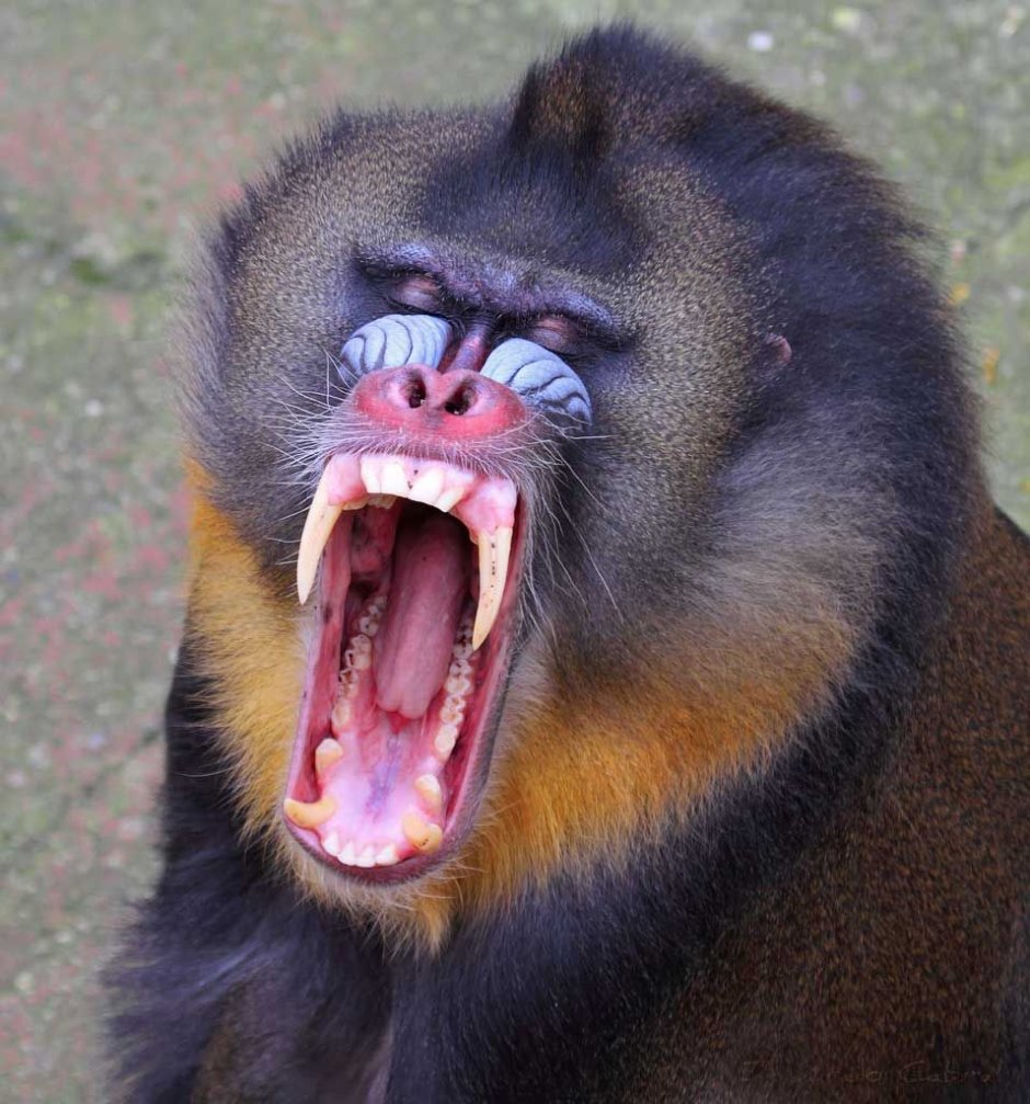 Серьезная обезьяна