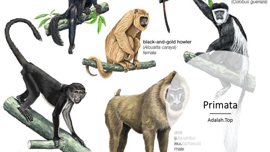 Горилла с сигарой