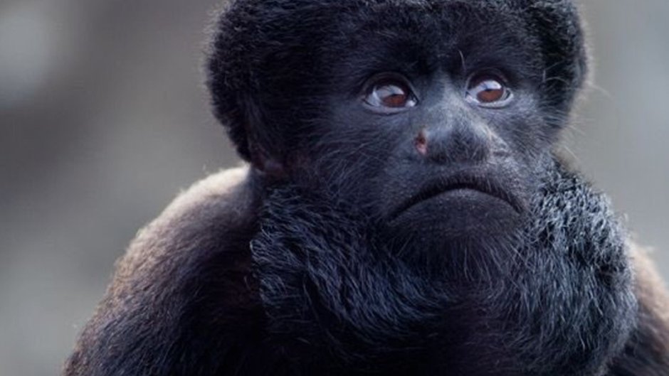 Вожак обезьян