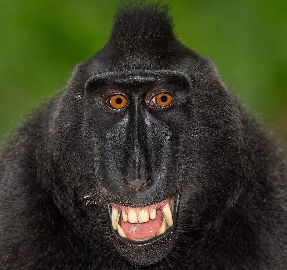 Шимпанзе улыбается