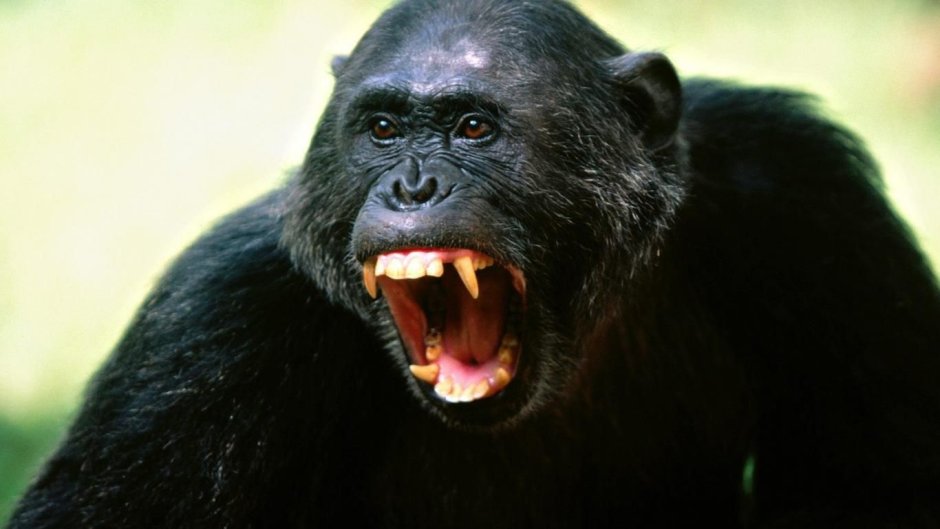 Некрасивая обезьяна