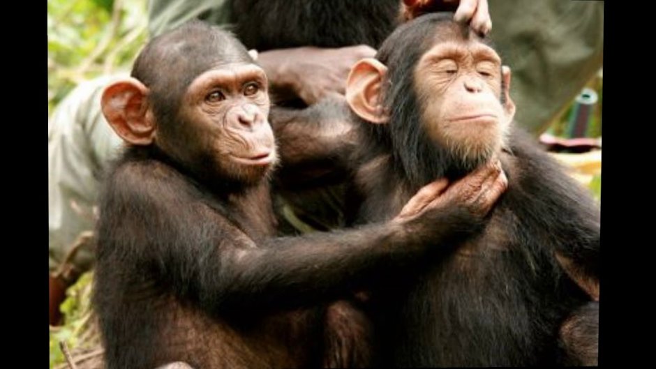 Саки обезьяна