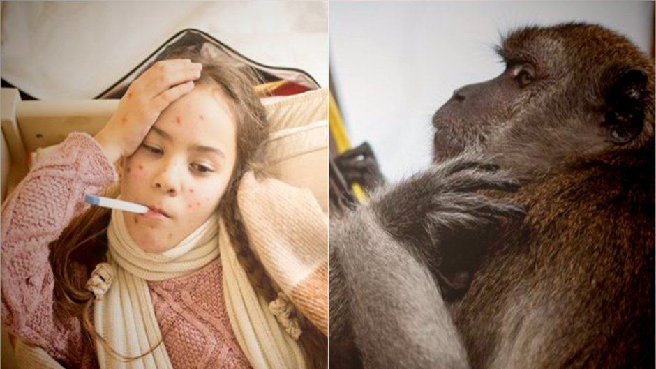 Арестованные обезьяны