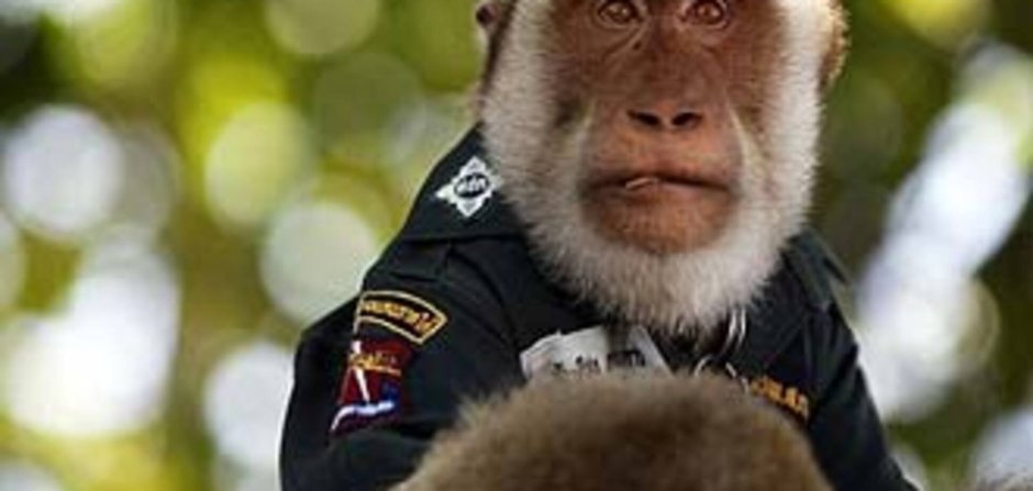 Павиан Мандрил