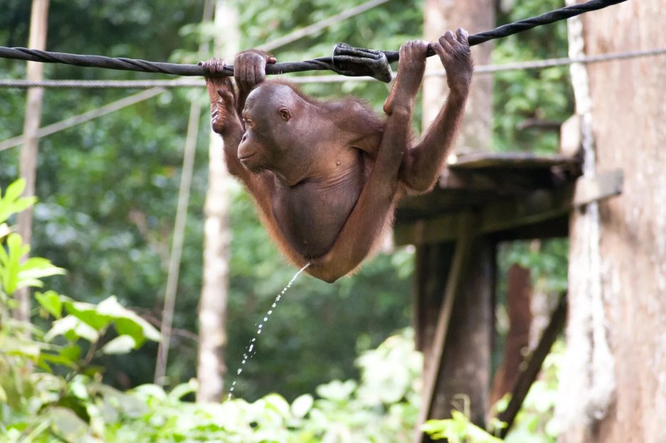 Планета обезьян Mad 2011