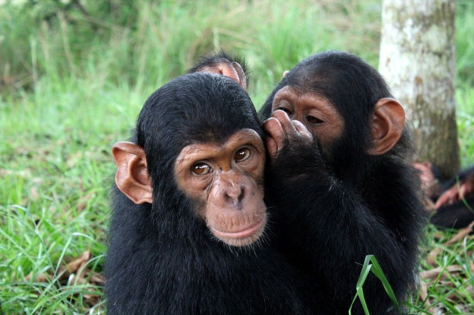 Две обезьяны