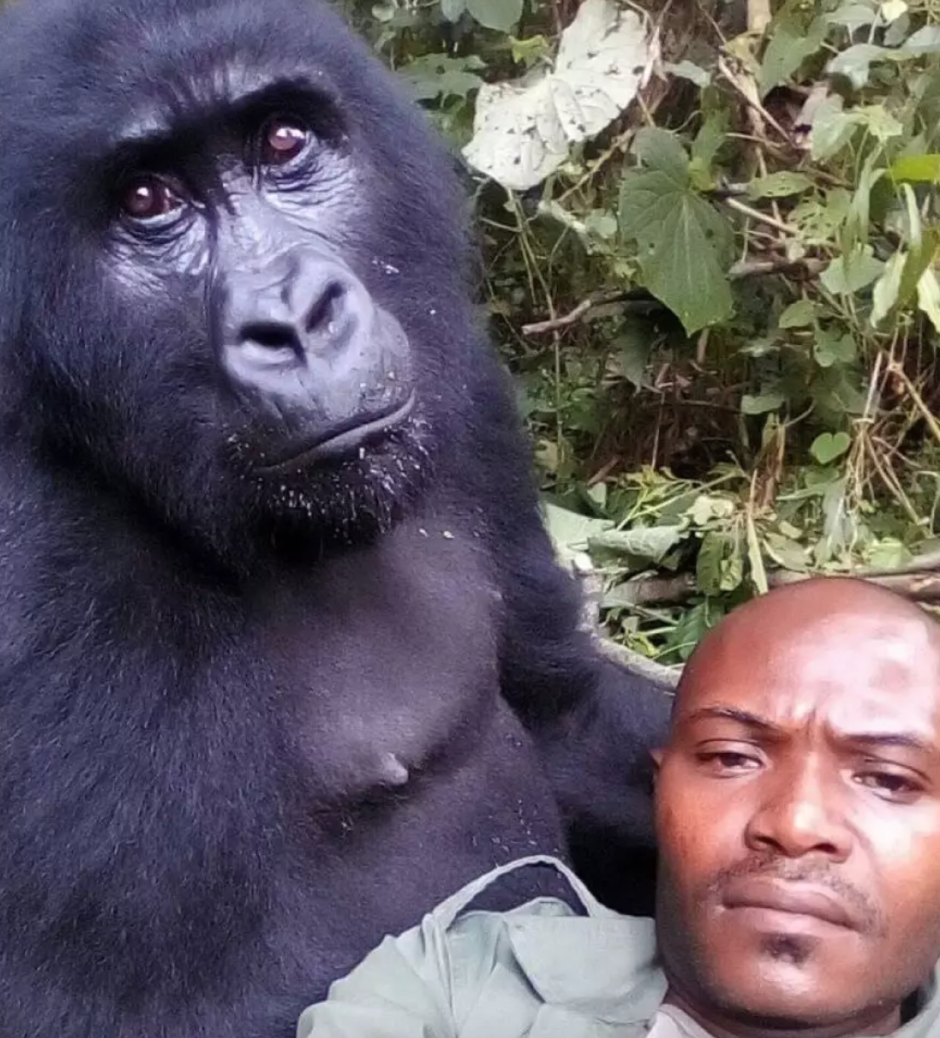 Обезьяна арт