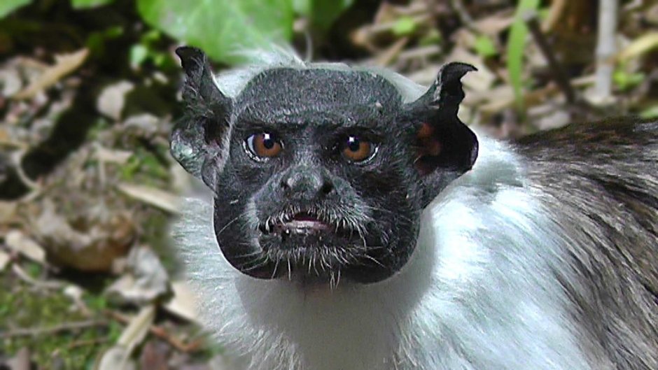 Маймун макаки