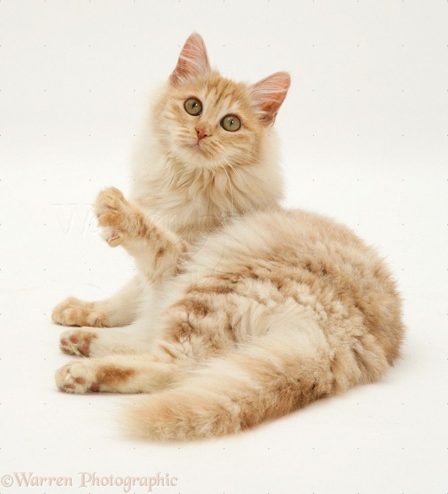 Турецкий Ангор кот персиковый