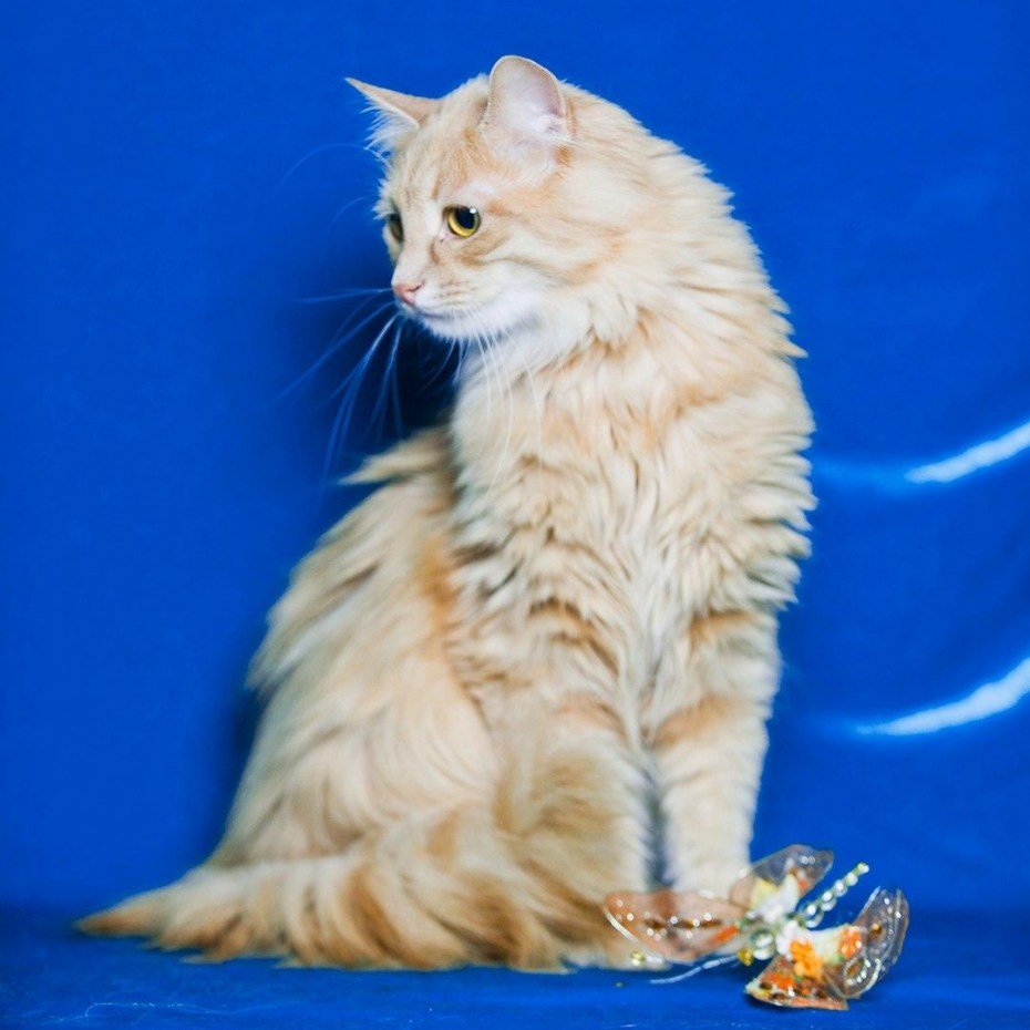 Турецкий Ангор кот персиковый