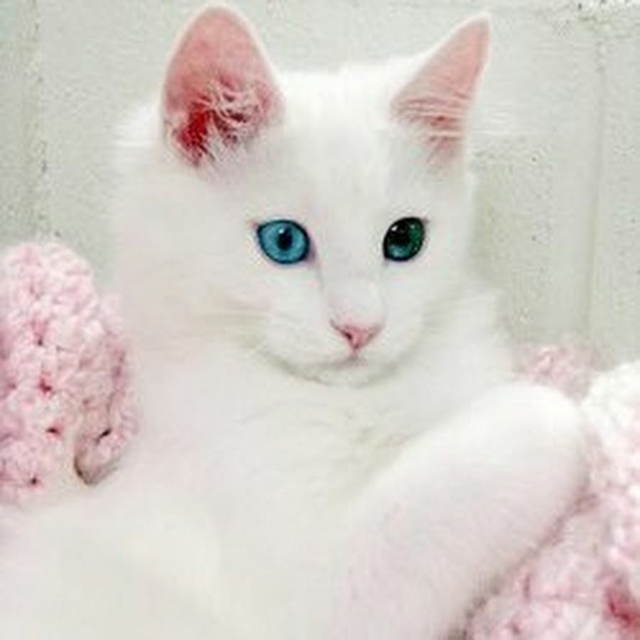 Турецкая ангора кот белый разноглазый
