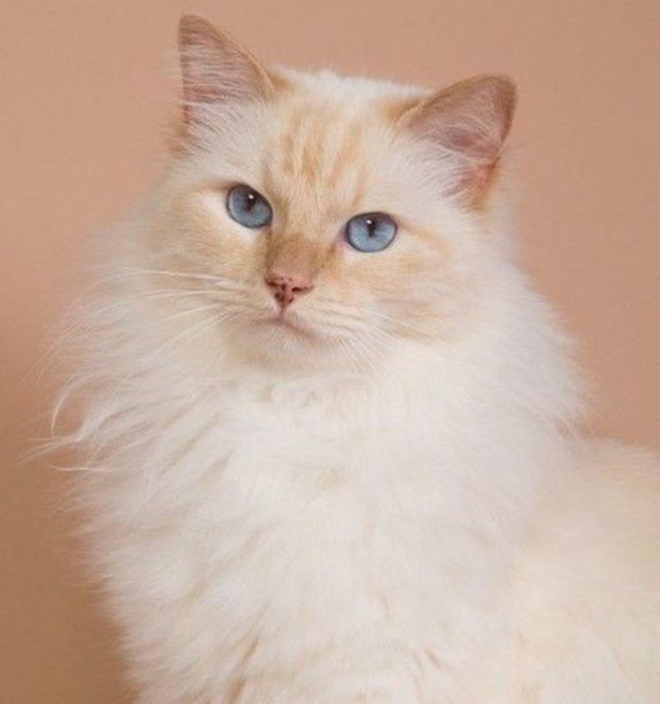 Сибирская кошка палевая персик