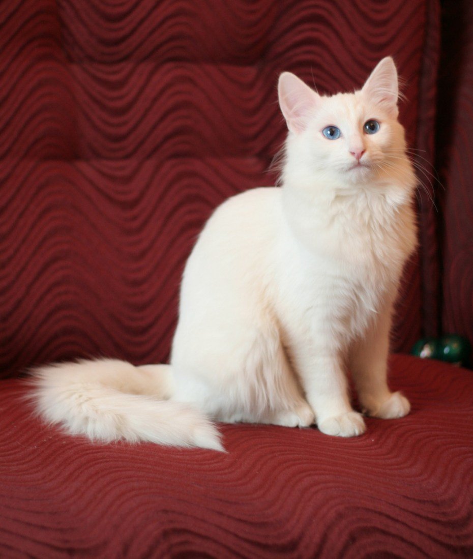 Турецкая ангора на выставке