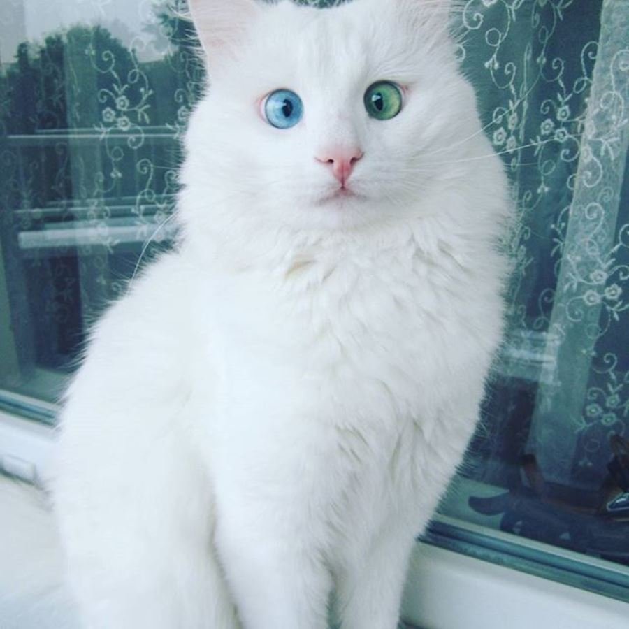 Породы кошек с описанием