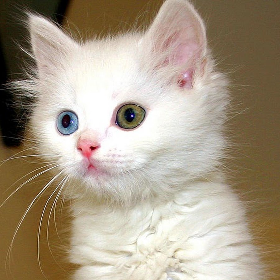 Турецкая ангорская кошка короткошерстная