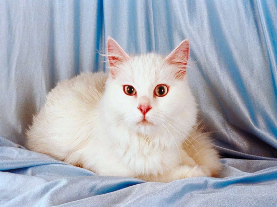 Белый Мейн кун и турецкая ангора