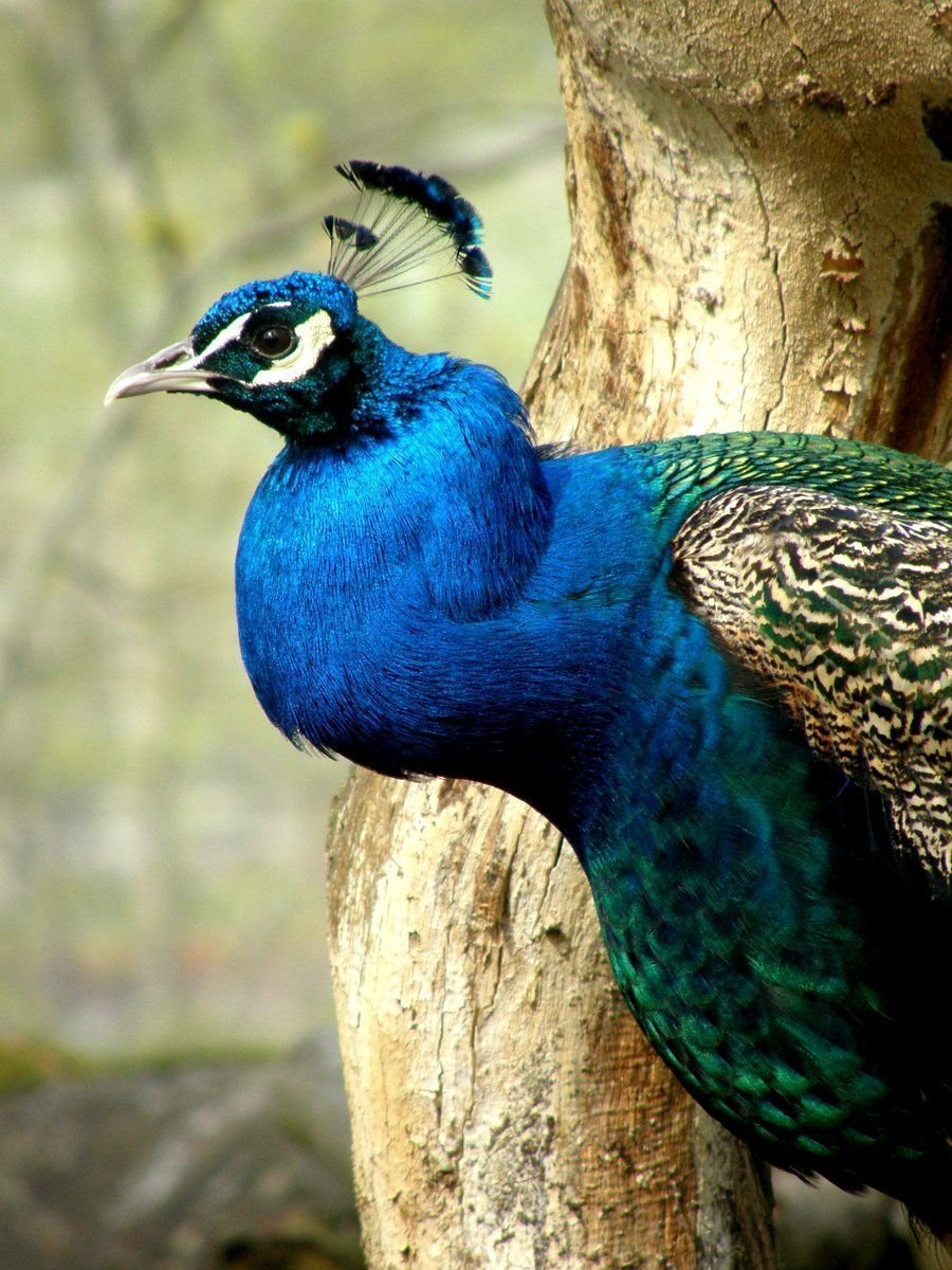 Павлин Узбекистан