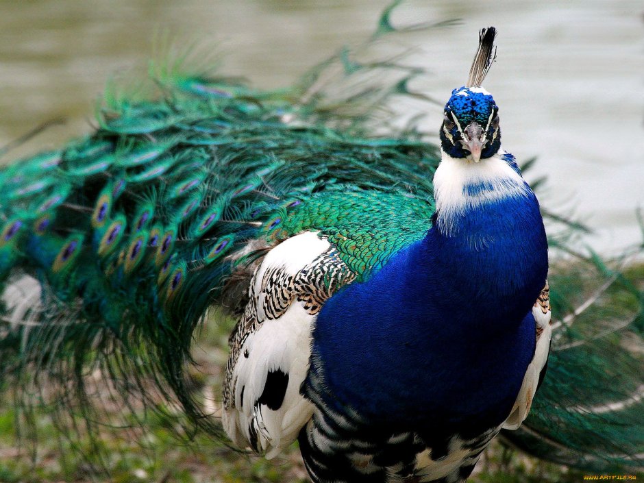 Павлин Арлекино