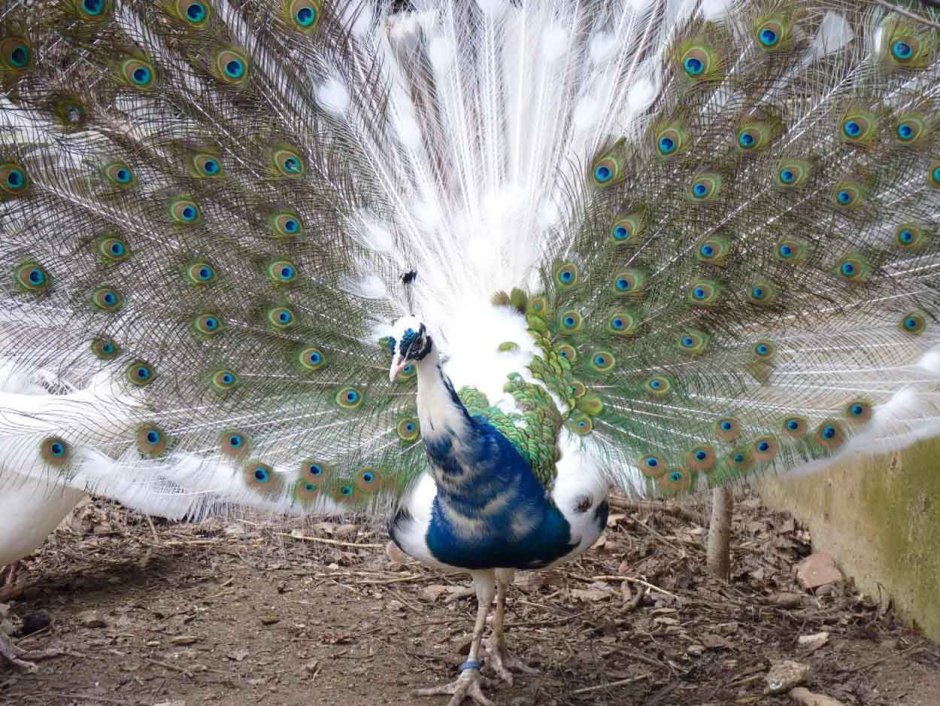 Павлин Япония