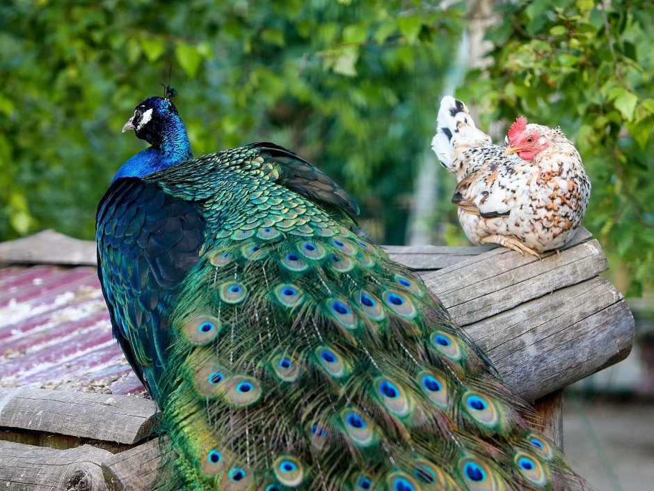 Индийский Павлин / Pavo cristatus