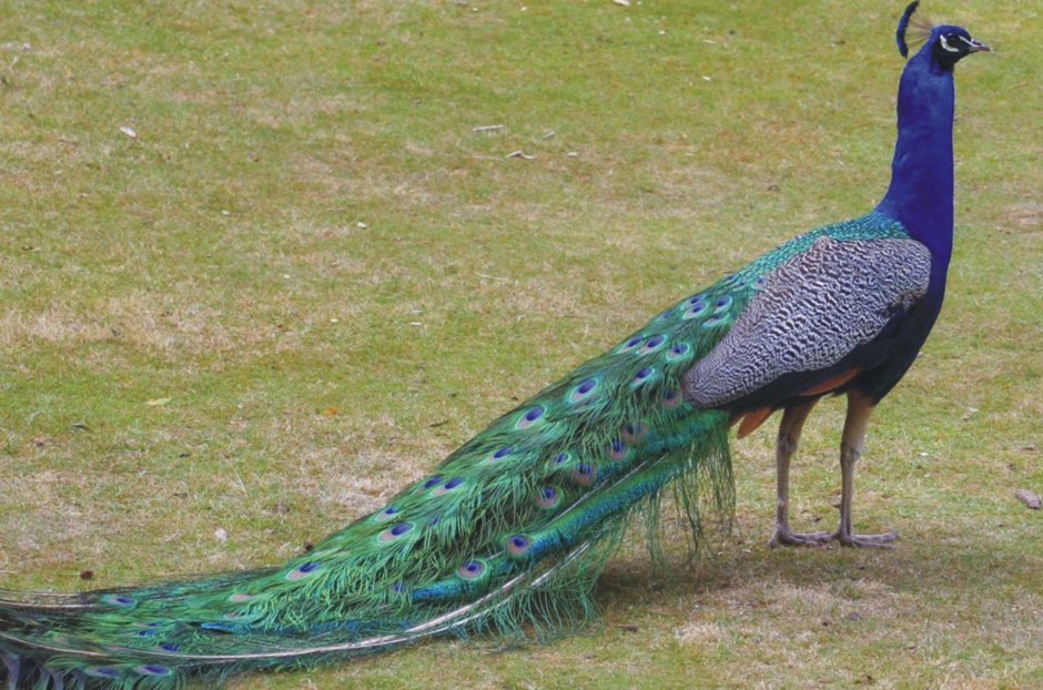 Павлиний фазан белый