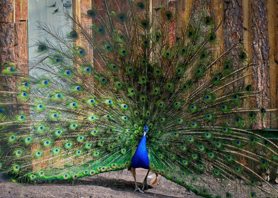 Павлин Арлекин породы