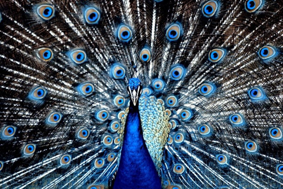 Павлин Миднайт