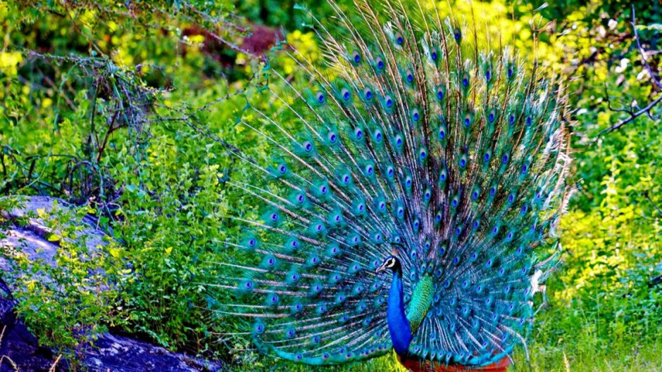 Павлин индийский обыкновенный