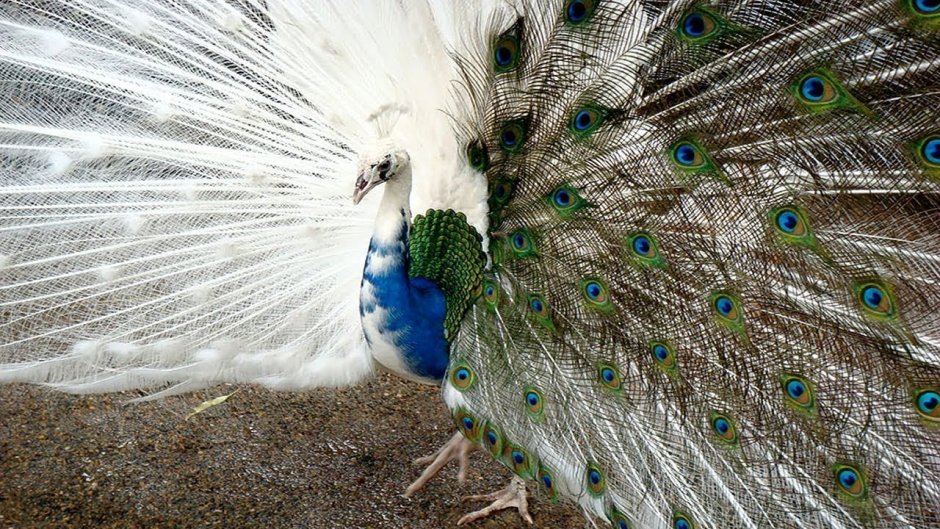 Белый Павлин самка