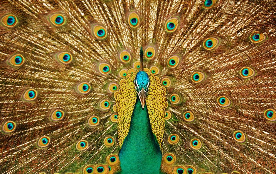 Pied Peacock