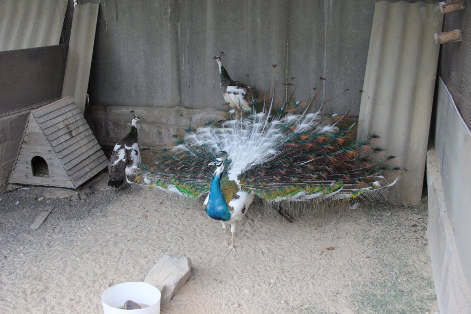 Павлин полуальбинос