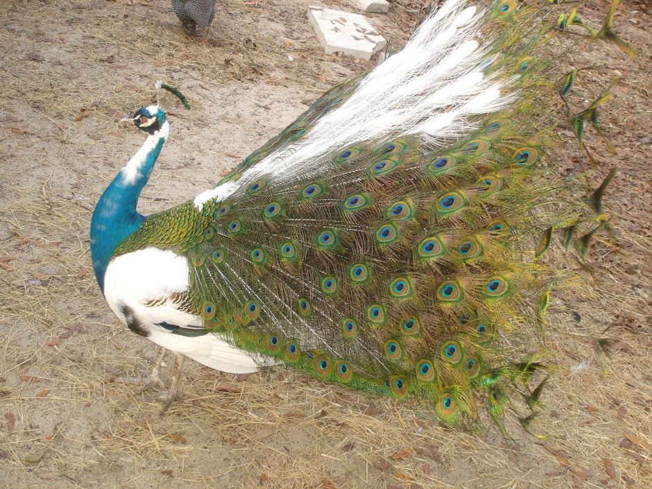 Павлин Арлекин породы