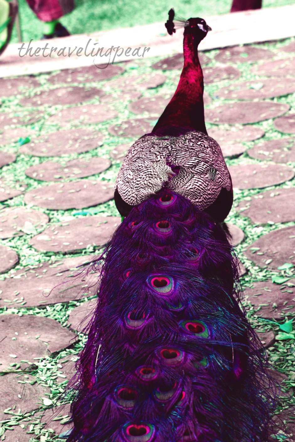 Самые красивые Павлины в мире