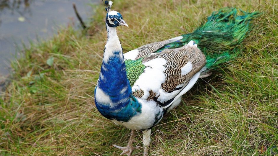 Павлин индийский Черноплечий