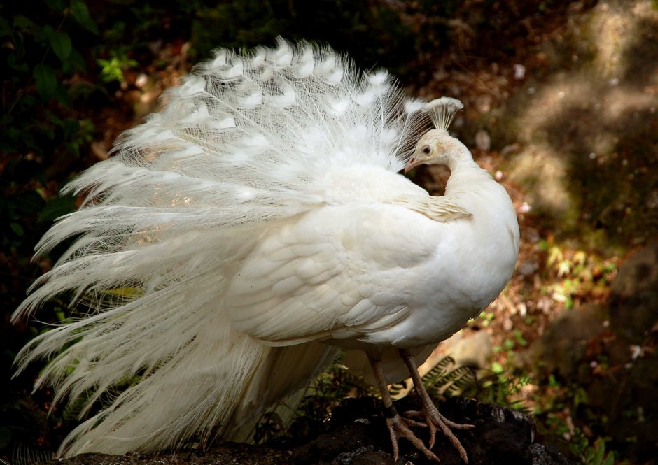 Яванский Павлин