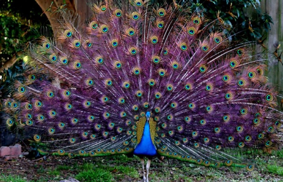 Павлин Арлекин