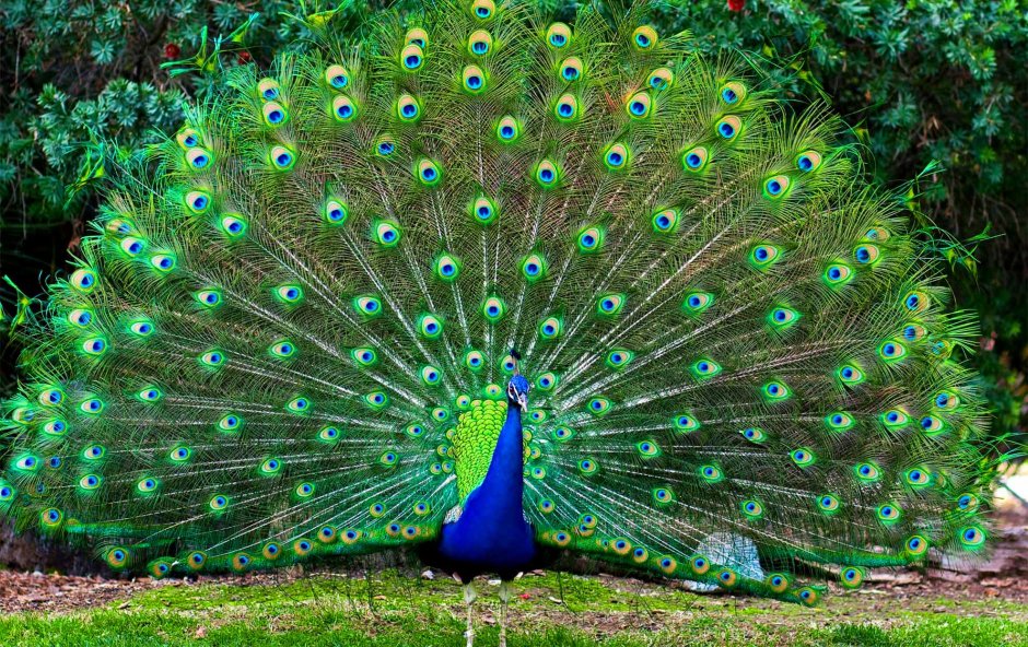 Очень красивый Павлин