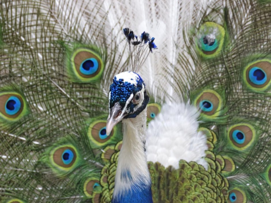 Розовый Павлин фото