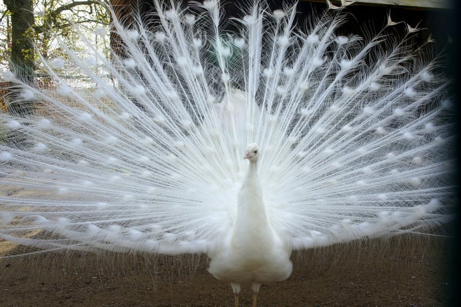 Авито Павлин Арлекин яйцо